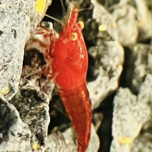 Neocaridina bloody Mary demon oe