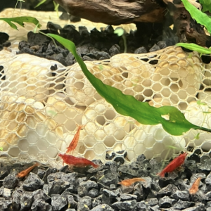 Neocaridina bloody Mary demon oe