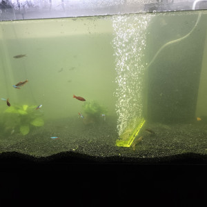 Don lot 10 poissons d'aquarium eau douce chaude