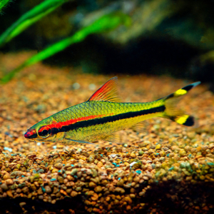 Puntius Denisonii x5 - Banc formé