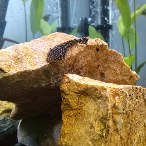 Donne Ancistrus juvéniles