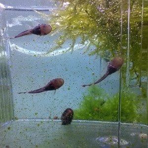 Donne Ancistrus juvéniles