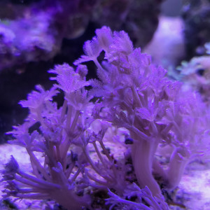 Bonjour, Je vends des boutures de xenia pumping