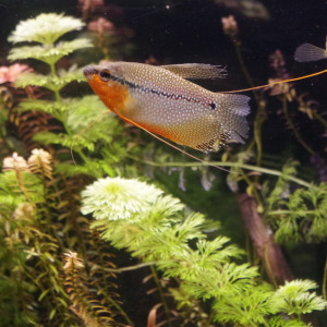 donne couple de gouramis perlés