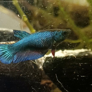 Alphabet - betta splendens