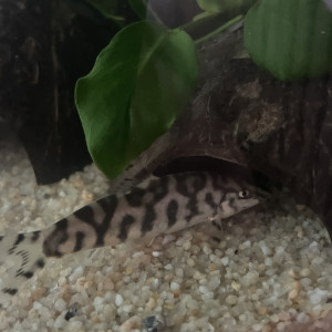 Botia lohachata 7-9cm