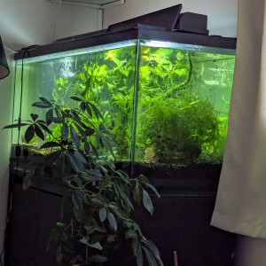 Recherche platy polly