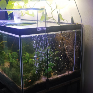 Aquarium complet