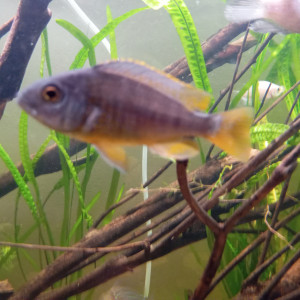 Divers espèces de poissons