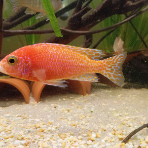 Divers espèces de poissons