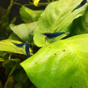 Neocaradina Blue Velvet