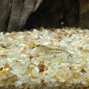 Crevettes d'eau douce