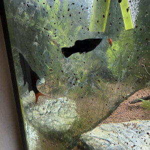 Vente de 2 Labéos Bicolores