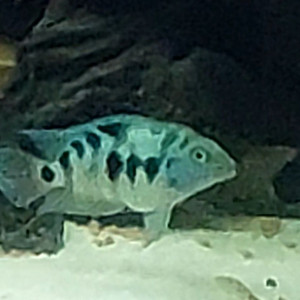 vend jeunes nigrofaciatum bleus