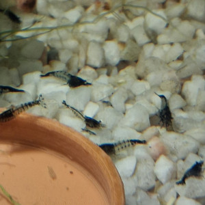 CREVETTE RILI CARBONE BLACK