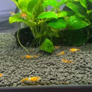 Crevette rili orange