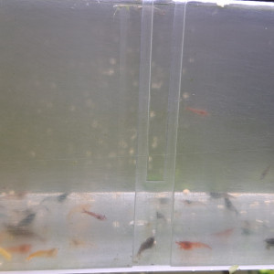 CREVETTE NEOCARIDINA DÉCLASSÉ TOUT VENANT ET COULEUR ET TAILLE