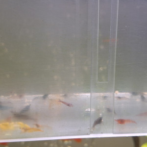 CREVETTE NEOCARIDINA DÉCLASSÉ TOUT VENANT ET COULEUR ET TAILLE