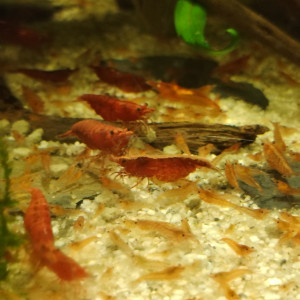 Neocaridina red cherry possible porteuses du gène OE