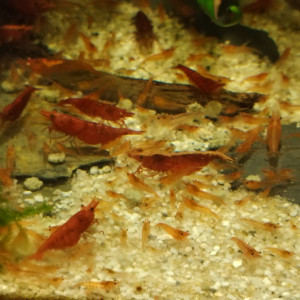 Neocaridina red cherry possible porteuses du gène OE