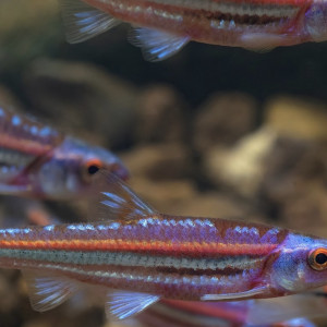 Cyprins arc-en-ciel – Notropis chrosomus – lot de 8