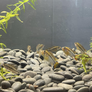 Jeune apistogramma Macmasteri