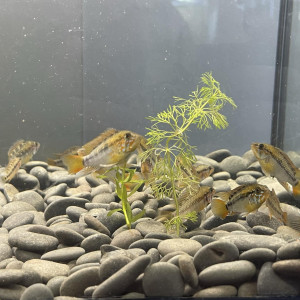 Jeune apistogramma Macmasteri