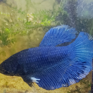 Adakor - betta splendens