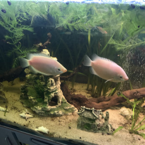 Vente gouramis embrasseur
