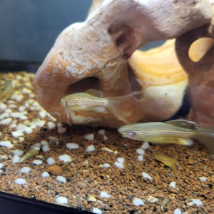 5 DANIOS FRANKEI VOILES