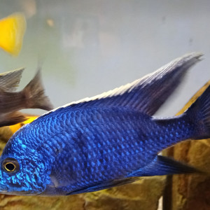 Donne 2 mâles copadichromis azuréus Mbenj