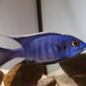 Donne 2 mâles copadichromis azuréus Mbenj MALAWI