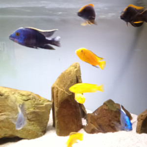 Donne 2 mâles copadichromis azuréus Mbenj MALAWI