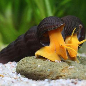 Tylomelania orange adulte de 8cm