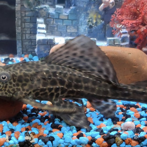 Échange pleco environ 12cm contre guppys idéalement faire offre