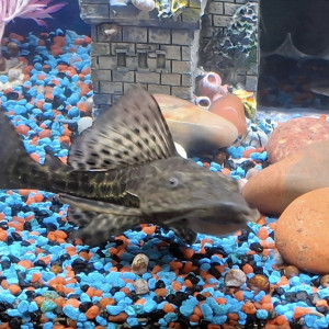 Échange pleco environ 12cm contre guppys idéalement faire offre