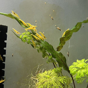 Neocaridina yellow neon