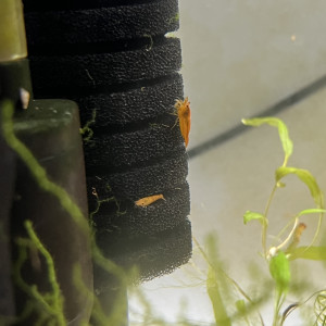 Neocaridina orange