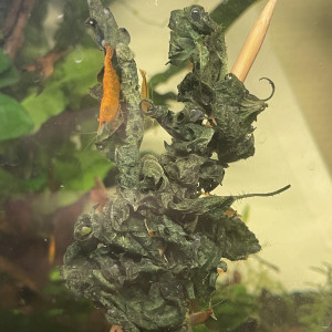 neocaridina orange mandarine