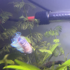 Bettas femelles