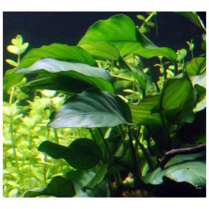 Anubias barteri