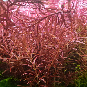 Rotala blood red