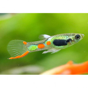 recherche guppy endler mâle