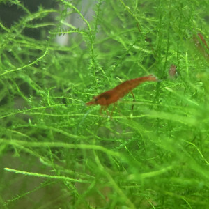 Lot De 10 Crevettes Red Sakura Rouge Neocaridina