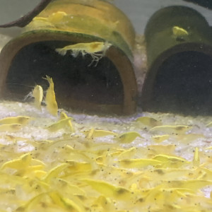 Lot De 10 Crevettes Yellow Neocaridina