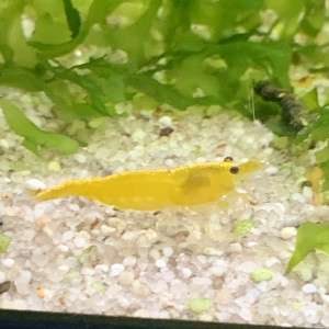 Lot De 10 Crevettes Yellow Neocaridina