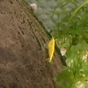 Lot De 10 Crevettes Yellow Neocaridina