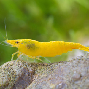 Lot De 10 Crevettes Yellow Neocaridina