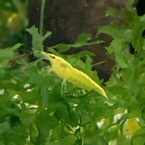 Lot De 10 Crevettes Yellow Neocaridina