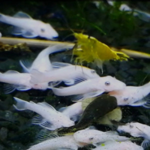 Lot de 2 Ancistrus Snow White